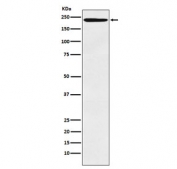 Western blot testing of human tonsil lysate with DEC-205 antibody. Predicted molecular weight: 199-215 kDa.