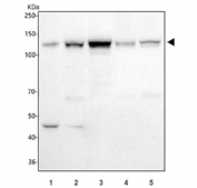 Western blot testing of 1) human HepG2, 2) human ThP-1, 3) rat NRK, 4) rat PC-12 and 5) mouse RAW264.7 cell lysate with JAK2 antibody. Predicted molecular weight ~130 kDa.