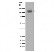 Western blot testing with phospho-JAK2 antibody. Predicted molecular weight ~130 kDa.