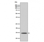 Western blot testing of human A431 cell lysate with Histone H2B antibody. Predicted molecular weight ~14 kDa.