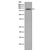 Western blot testing of human HeLa cell lysate with NBS1 antibody. Predicted molecular weight ~95 kDa.