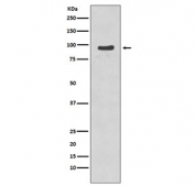 Western blot testing of etoposide-treated human Jurkat cell lysate with phospho-NBS1 antibody. Predicted molecular weight ~95 kDa.