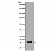 Western blot testing of mouse Neuro-2a cell lysate with BIRC5 antibody. Predicted molecular weight ~16 kDa.