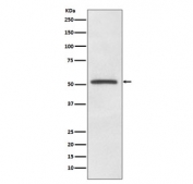 Western blot testing of human A375 cell lysate with MITF antibody. Predicted molecular weight: 55-60 kDa.
