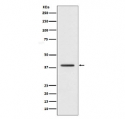 Western blot testing of human HepG2 cell lysate with H2AFY antibody. Predicted molecular weight ~40 kDa.