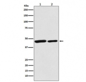 Western blot testing of 1) human HeLa and 2) mouse spleen lysate with Citrate synthase antibody. Predicted molecular weight: 46-52 kDa.