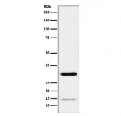Western blot testing of human HeLa cell lysate with Geminin antibody. Predicted molecular weight: 25-35 kDa.