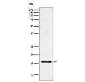 Western blot testing of human fetal brain lysate with Gamma Synuclein antibody. Expected molecular weight: 13-17 kDa.