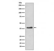 Western blot testing of human HeLa cell lysate with DKK1 antibody. Expected molecular weight: 26-40 kDa depending on glycosylation level.