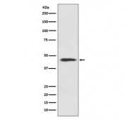 Western blot testing of human HeLa cell lysate with Cyclin B2 antibody. Predicted molecular weight ~44 kDa.