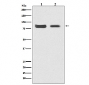 Western blot testing of 1) human HeLa and 2) mouse kidney lysate with Mitofusin 2 antibody. Predicted molecular weight ~86 kDa.
