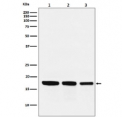 Western blot testing of 1) human HepG2, 2) mouse kidney and 3) rat heart lysate with GABARAP antibody. Predicted molecular weight: 14-16 kDa.