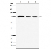 Western blot testing of 1) human MCF7, 2) mouse NIH3T3 and 3) rat C6 cell lysate with KAT7 antibody. Predicted molecular weight ~71 kDa.