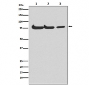 Western blot testing of 1) human HepG2, 2) mouse spleen and 3) rat kidney lysate with ATG7 antibody. Predicted molecular weight: 70-80 kDa.