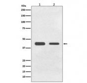 Western blot testing of 1) human HeLa and 2) rat C6 cell lysate with BMP11 antibody. Predicted molecular weight ~45 kDa.
