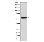 Western blot testing of human K562 cell lysate with STAU1 antibody. Predicted molecular weight: ~55 kDa (short form) and 63 kDa (long form).