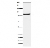 Western blot testing of human K562 cell lysate with BAG3 antibody. Predicted molecular weight ~62 kDa but can be observed at 75~80 kDa.