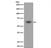 Western blot testing of human K562 cell lysate with AIFM1 antibody. Predicted molecular weight ~67 kDa.