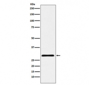 Western blot testing of human HepG2 cell lysate with CBX7 antibody. Predicted molecular weight ~28 kDa.
