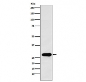 Western blot testing with Securin antibody. Predicted molecular weight ~22 kDa, can be observed at 25-30 kDa.