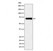 Western blot testing with phospho-PAK4/5/6 antibody. Predicted molecular weight ~64 kDa (PAK4), ~81 kDa (PAK5) and ~75 kDa (PAK6).