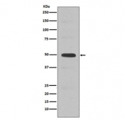 Western blot testing of human Jurkat cell lysate with CCNE2 antibody. Expected molecular weight: 45-50 kDa.