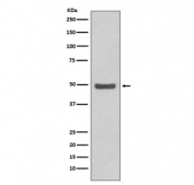 Western blot testing of human HeLa cell lysate with Cyclin E2 antibody. Expected molecular weight: 45-50 kDa.