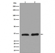 Western blot testing of human 1) HeLa and 2) heart lysate with LDHA antibody. Predicted molecular weight ~36 kDa.