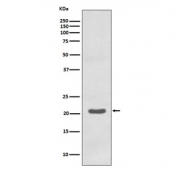 Western blot testing of human K562 cell lysate with MTCO2 antibody. Predicted molecular weight ~25 kDa.
