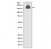 Western blot testing of lysate from human A431 cells treated with EGF with phospho-EGFR antibody. Expected molecular weight: 134-170 kDa depending on glycosylation level.