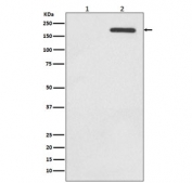 Western blot testing of lysate from human A431 cells 1) untreated and 2) treated with EGF, with phospho-EGFR antibody. Expected molecular weight: 134-170 kDa depending on glycosylation level.