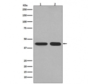 Western blot testing of 1) human HepG2 and 2) mouse kidney lysate with PGK1 antibody. Predicted molecular weight ~44 kDa.