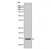 Western blot testing of human HeLa cell lysate with Cystatin C antibody. Predicted molecular weight ~16 kDa.