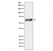Western blot testing of human HeLa cell lysate with c-Fos antibody. Expected molecular weight: ~40 kDa (unmodified), 53-68 kDa (phosphorylated).