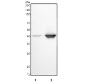 Western blot testing of human 1) HeLa and 2) RT4 cell lysate with c-Fos antibody. Expected molecular weight ~40 kDa, but may be observed at higher molecular weights due to phosphorylation.