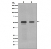 Western blot testing of human 1) Jurkat and 2) K562 cell lysate with c-Myc antibody. Theoretical molecular weight: ~50 kDa but routinely observed at 50~70 kDa.