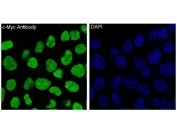 IF/ICC staining of human HeLa cells with c-Myc antibody (green) and DAPI nuclear stain (blue).