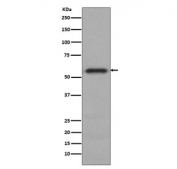 Western blot testing of human HeLa cell lysate with c-Myc antibody. Theoretical molecular weight: ~50 kDa but routinely observed at 50~70 kDa.