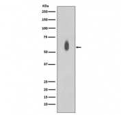 Western blot testing of lysate from EGF-treated human HEK293 cells with phospho-c-Myc antibody. Theoretical molecular weight: ~50 kDa but routinely observed at 50~70 kDa.