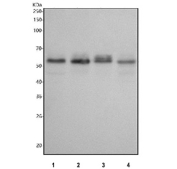 Western blot analysis of human 1) HeLa, 2) 293T, 3) HepG2, and 4) Jurkat cell lysates using phospho-c-Myc (pT58) antibody. A specific band is detected at approximately 55-60 kDa, consistent with the reported electrophoretic mobility of phosphorylated c-Myc, which migrates higher than its theoretical molecular weight due to post-translational modification.