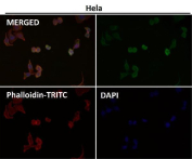 NGF Antibody Human HeLa Cell IF. Immunofluorescence analysis of human HeLa cells using recombinant rabbit monoclonal clone BDE-14 at 1:150 dilution. NGF / Nerve growth factor staining (green) demonstrates preserved cytoplasmic localization with lower overall signal intensity compared to higher antibody concentration testing, while maintaining distinct intracellular neurotrophin-associated staining patterns. Phalloidin-TRITC actin cytoskeleton stain is shown in red and DAPI nuclear counterstain is shown in blue. Merged imaging supports specific NGF detection in cultured cervical carcinoma cells under reduced antibody concentration conditions.