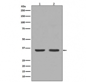 Western blot testing of 1) mouse thyroid and 2) human HeLa lysate with NGF antibody. Predicted molecular weight ~27 kDa (dimer).