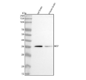 NGF Antibody Brain Tissue WB. Western blot analysis of rat brain and mouse brain tissue lysates using recombinant rabbit monoclonal NGF antibody clone BDE-14. Lane 1: rat brain tissue lysate, Lane 2: mouse brain tissue lysate. A band is detected at approximately 35 kDa, above the predicted molecular weight of mature NGF, which is commonly reported near 27 kDa depending on precursor processing, dimerization state, and post-translational modification. The observed signal is consistent with the complex biology of Nerve growth factor, including proNGF-associated forms and neurotrophin processing intermediates present in neural tissue.