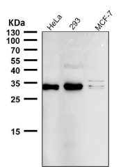 NGF Antibody Cell Lysate WB. Western blot analysis of human HeLa, 293, and MCF-7 cell lysates using recombinant rabbit monoclonal clone BDE-14 at 1:500 dilution for 1 hour at room temperature. Lane 1: HeLa cell lysate, Lane 2: 293 cell lysate, Lane 3: MCF-7 cell lysate. Prominent bands are detected near 30-35 kDa, consistent with reported NGF / Nerve growth factor precursor-associated and processed neurotrophin forms. Additional higher molecular weight signal in 293 cells and multiple bands in MCF-7 cells may reflect differential precursor processing, post-translational modification, or cell type-specific neurotrophin-associated protein complexes.