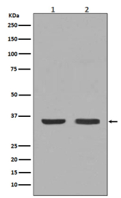 NGF Antibody WB. Western blot testing of 1) mouse thyroid and 2) human HeLa lysate with NGF Antibody / Neurotrophin Signaling Marker Antibody. Predicted molecular weight ~27 kDa (dimer).