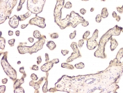 IHC staining of FFPE human placenta with BMP15 antibody at 1ug/ml. HIER: boil tissue sections in pH6, 10mM citrate buffer, for 10-20 min and allow to cool before testing.