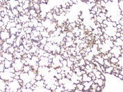 IHC staining of FFPE mouse lung with BMP15 antibody at 1ug/ml. HIER: boil tissue sections in pH6, 10mM citrate buffer, for 10-20 min and allow to cool before testing.