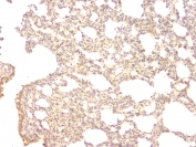 IHC staining of FFPE rat lung with BMP15 antibody at 1ug/ml. HIER: boil tissue sections in pH6, 10mM citrate buffer, for 10-20 min and allow to cool before testing.