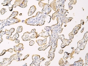 IHC staining of FFPE human placenta with Haptoglobin antibody at 1ug/ml. HIER: boil tissue sections in pH6, 10mM citrate buffer, for 10-20 min and allow to cool before testing.