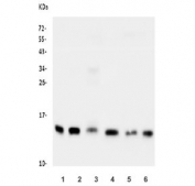 Western blot testing of human 1) PC-3, 2) Caco-2, 3) placenta, 4) A549, 5) COLO-320 and 6) HEK293 lysate with Cystatin C antibody. Predicted molecular weight ~16 kDa.